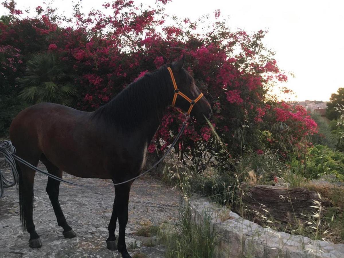 Country Sicily Home Favara Eksteriør billede